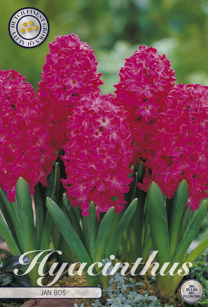 Hyacinthus