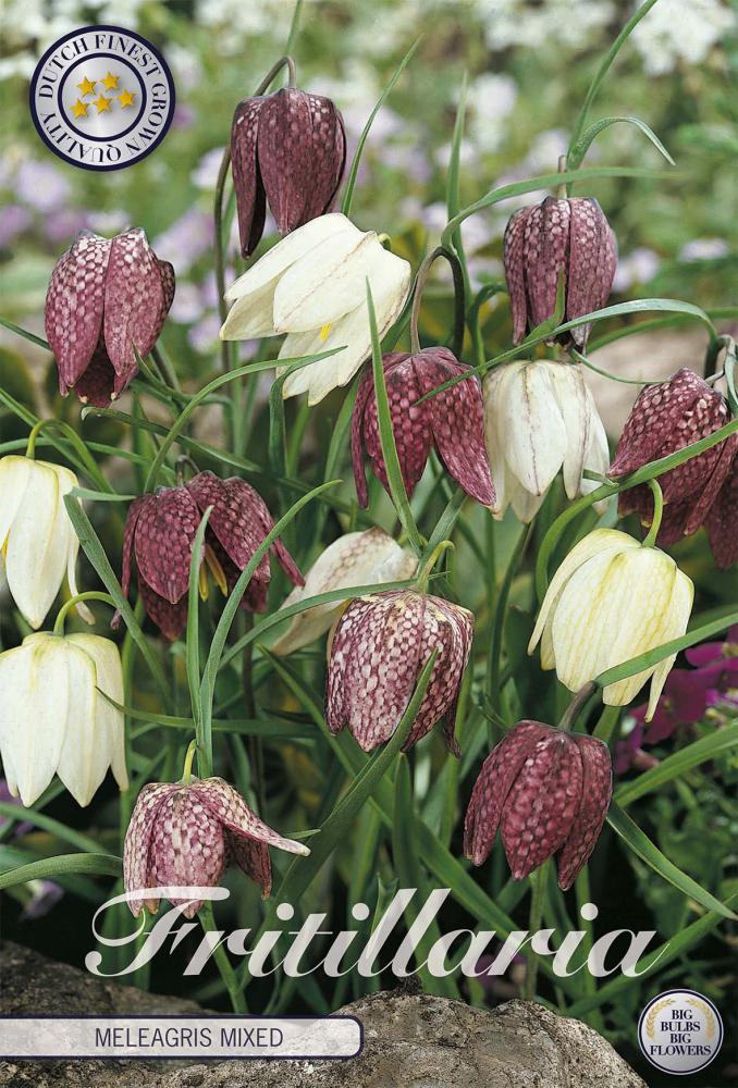 Fritillaria