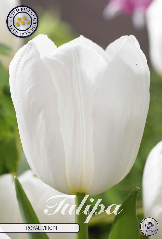 Tulipa