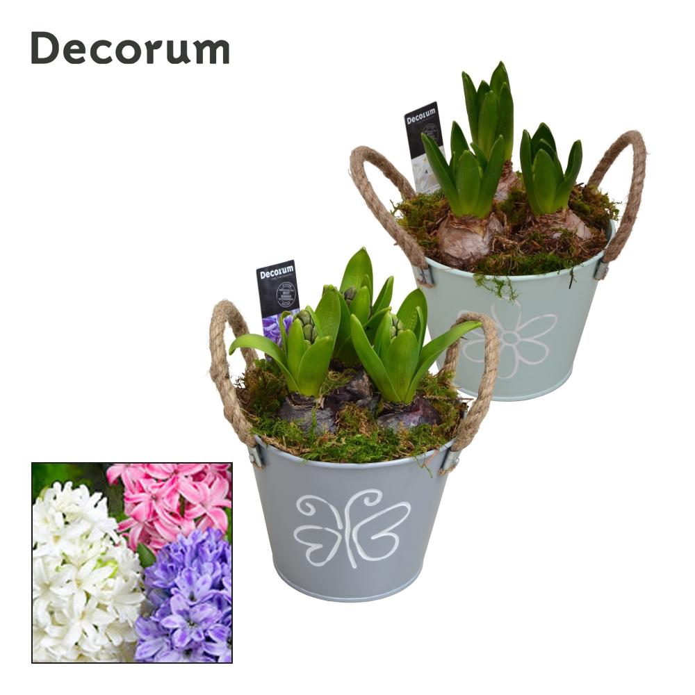 bulbes jacinthes narcissus...