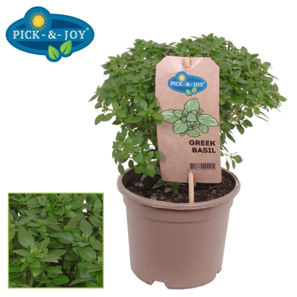 Ocimum