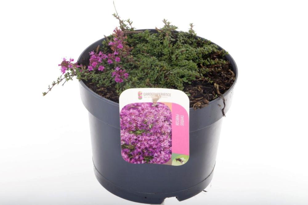 thymus