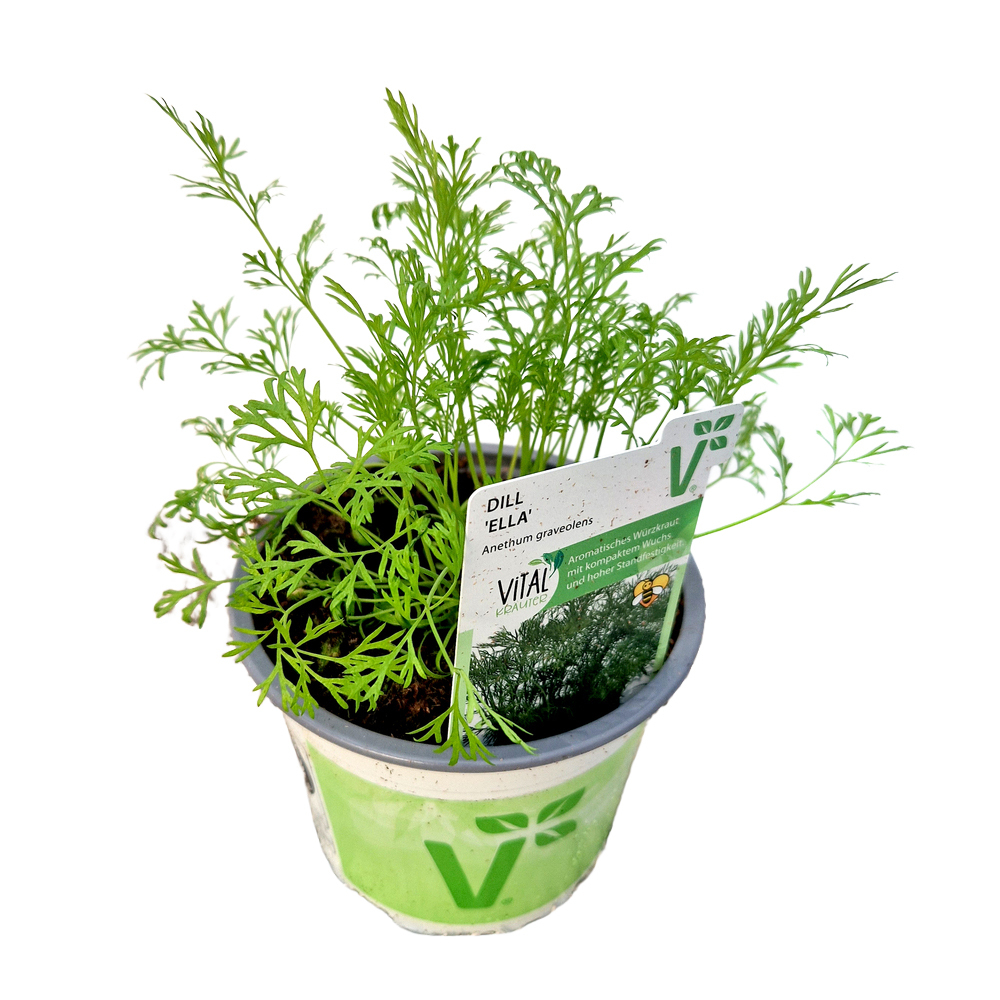 Anethum graveolens ella