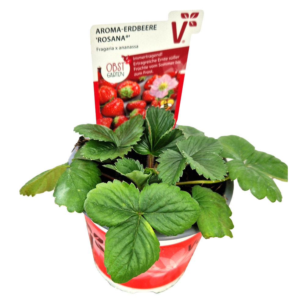 Fragaria ananassa rosana f1
