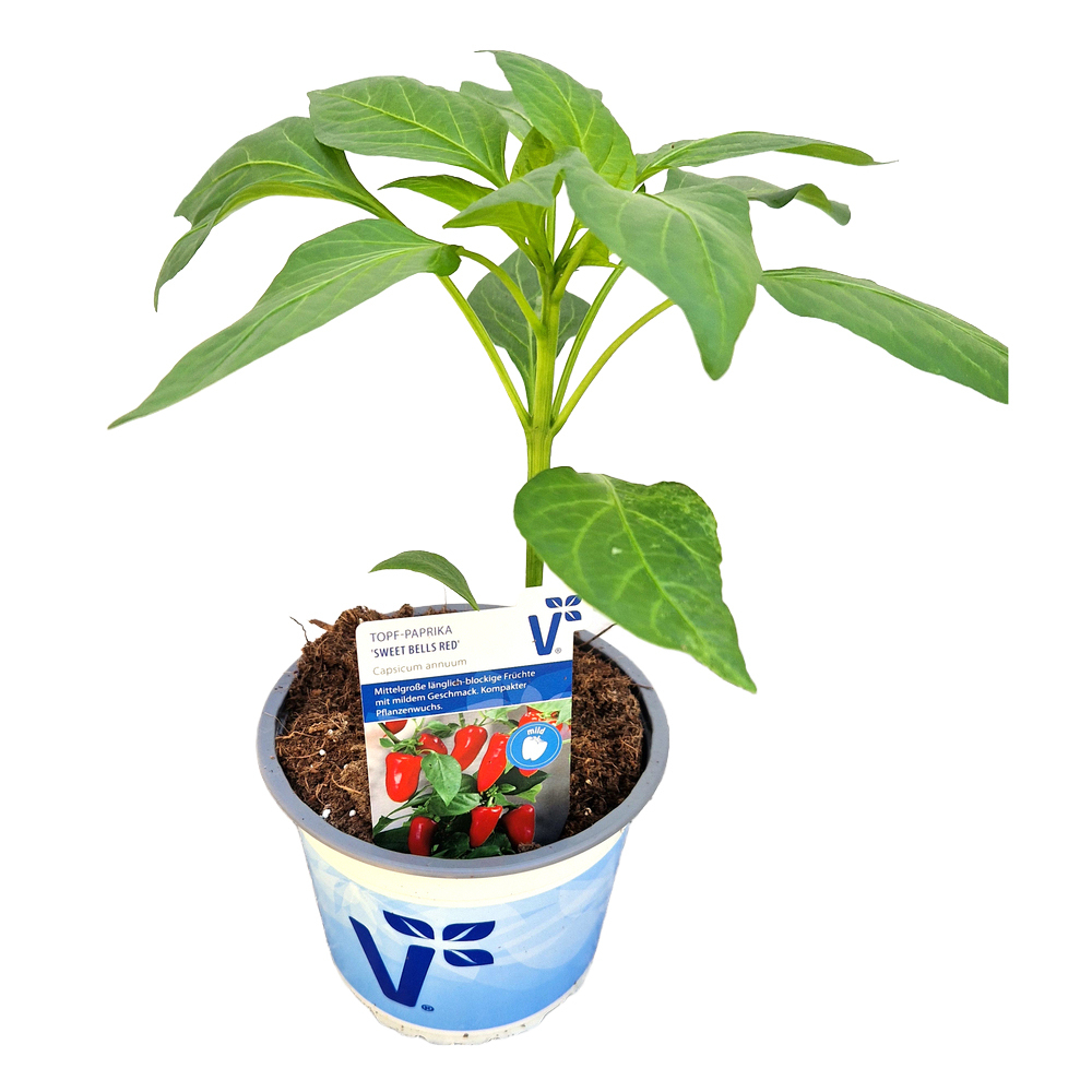 Capsicum annuum sweet bells red