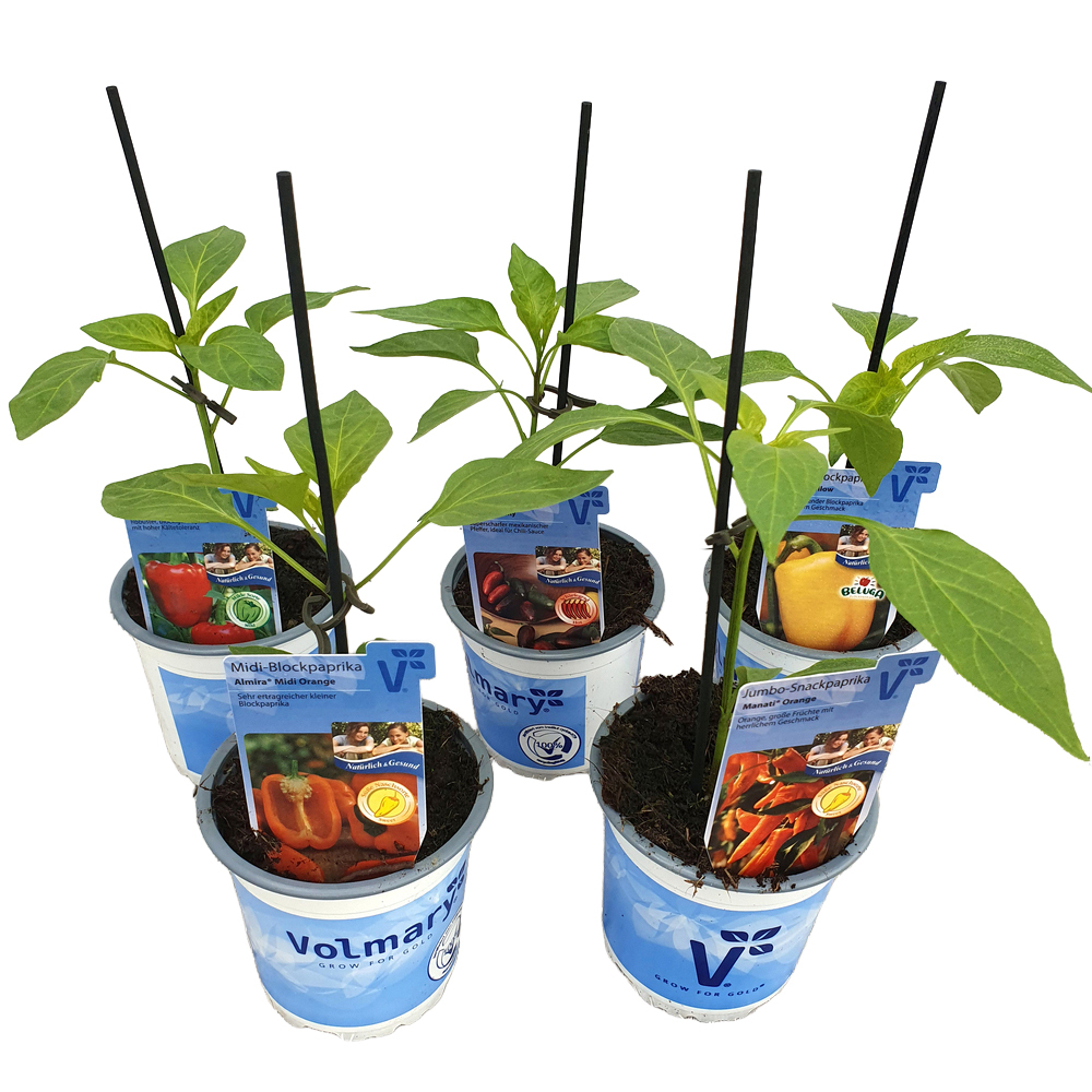 Capsicum annuum vectura red f1