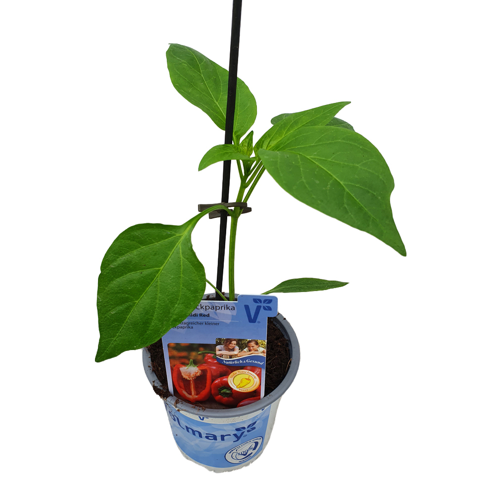 Capsicum annuum almira midi red
