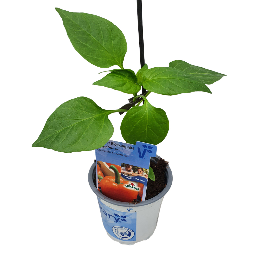 Capsicum annuum beluga orange