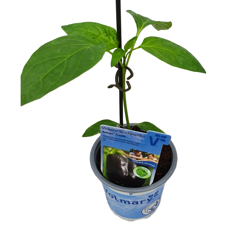 Capsicum annuum beluga purple