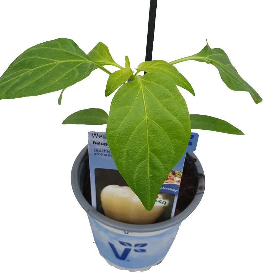Capsicum annuum beluga white