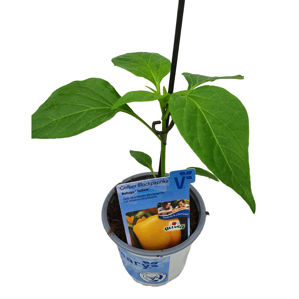 Capsicum annuum beluga yellow