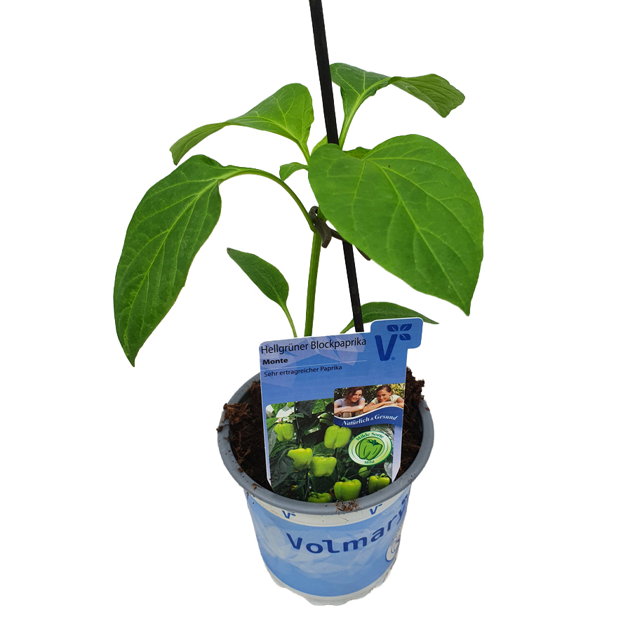 Capsicum annuum beluga light green