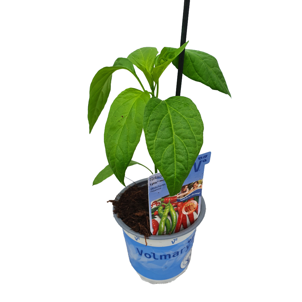 Capsicum annuum lyric hot