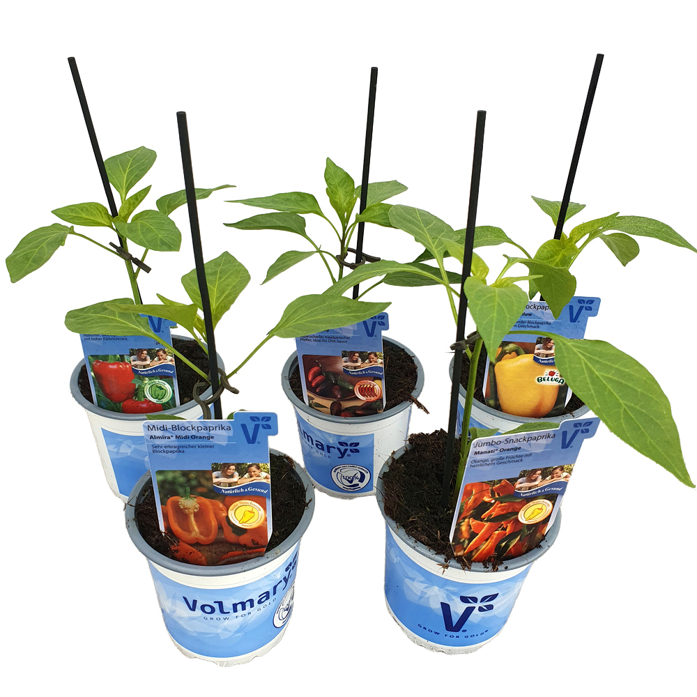 Capsicum annuum samira shiny