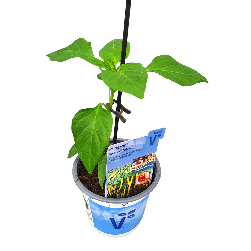 Capsicum annuum vectura yellow
