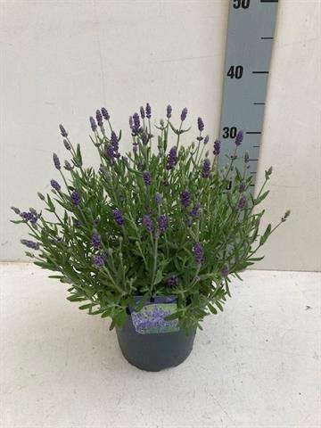 lavande - lavandula