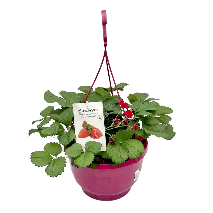 Fragaria ananassa summer breeze rose f1