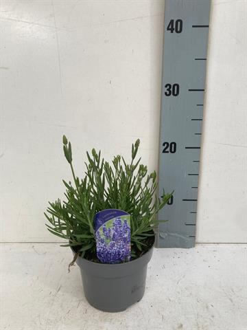 lavande - lavandula