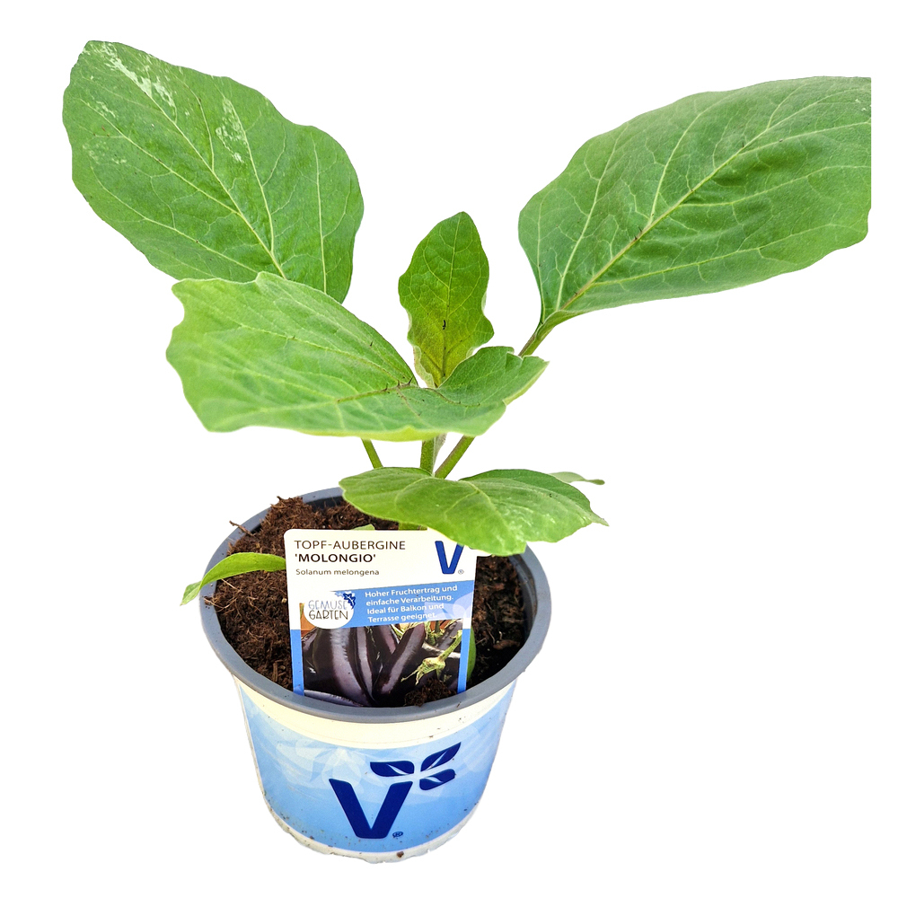 Solanum melongena molongio
