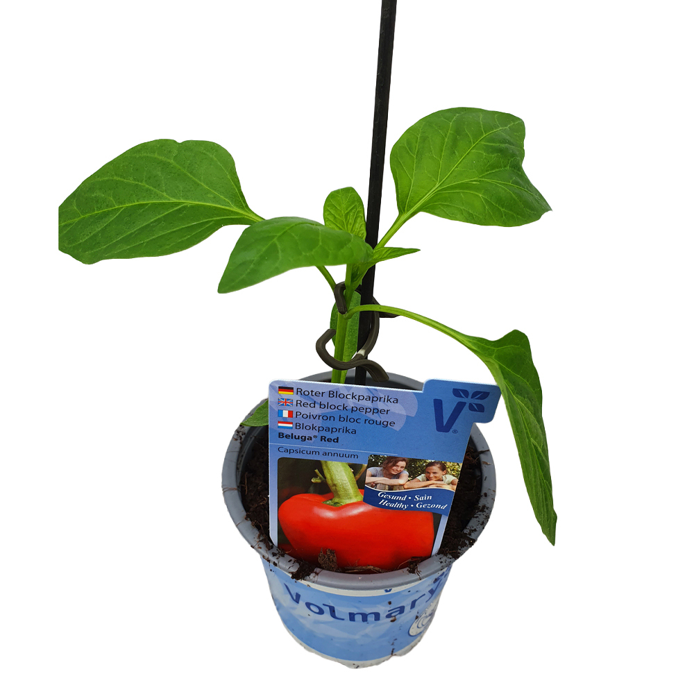 Capsicum annuum beluga red