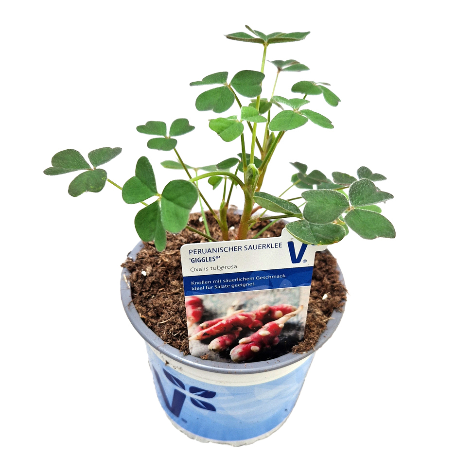 Oxalis tuberosa giggles