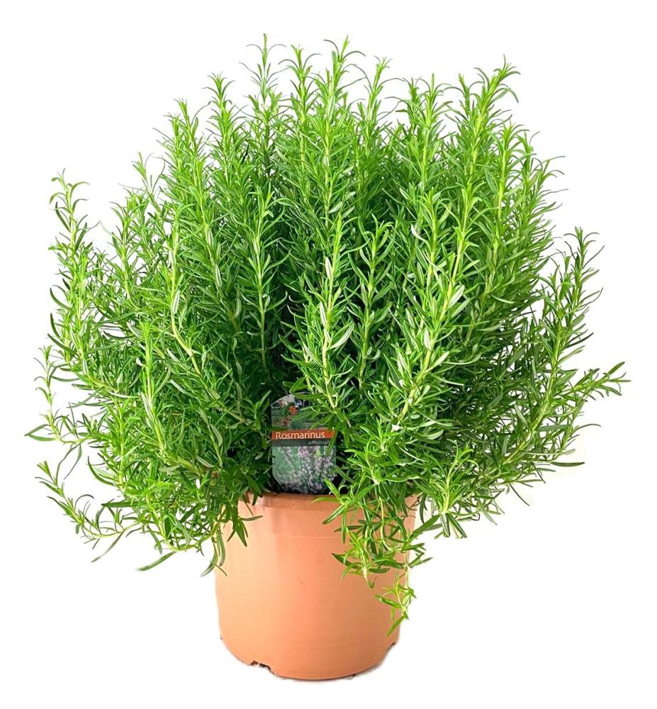 Rosmarinus