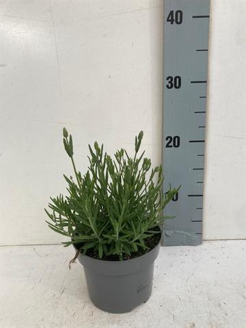 lavande - lavandula
