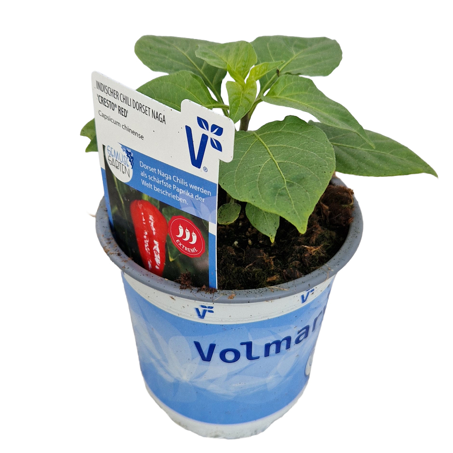 Capsicum chinense cresto red