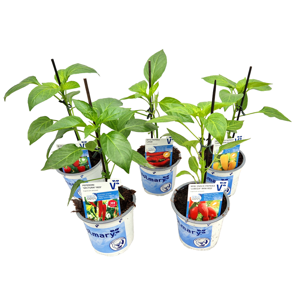 Capsicum annuum
