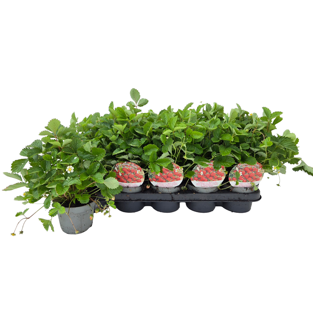 Fragaria vesca