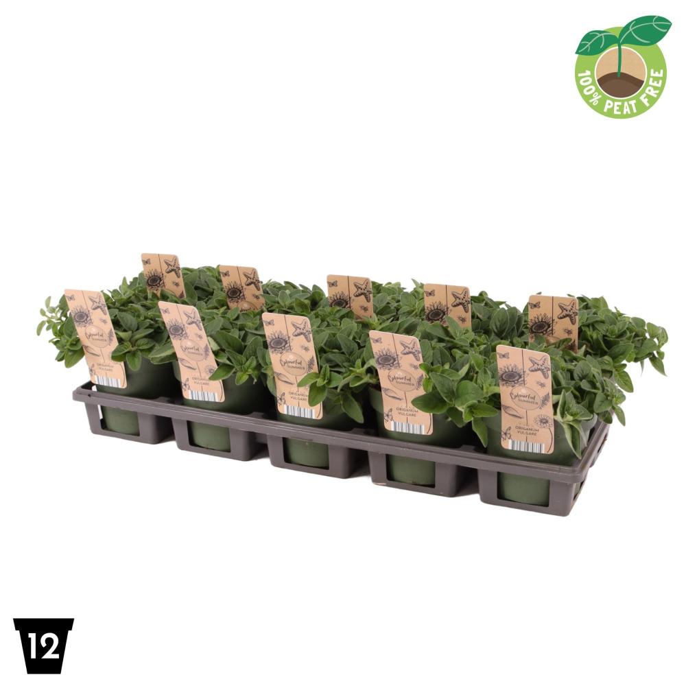 Origanum