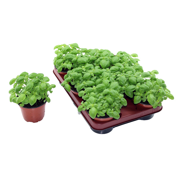 Ocimum basilicum
