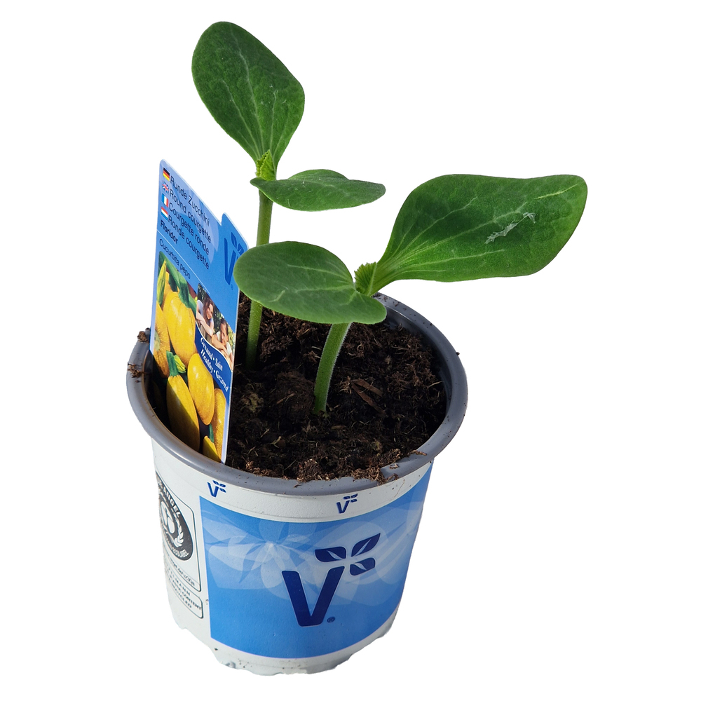 Cucurbita pepo floridor f1