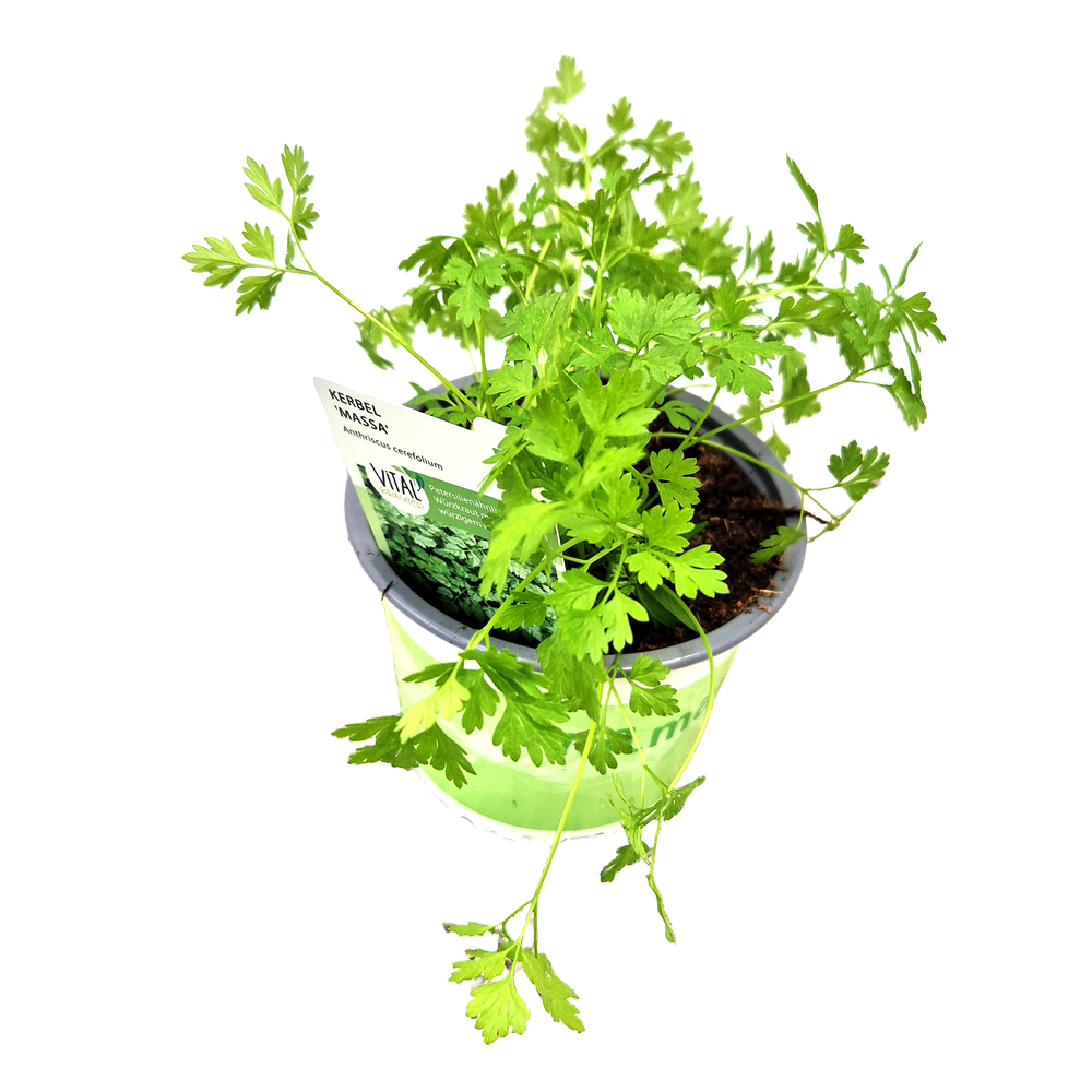 Anthriscus cerefolium massa