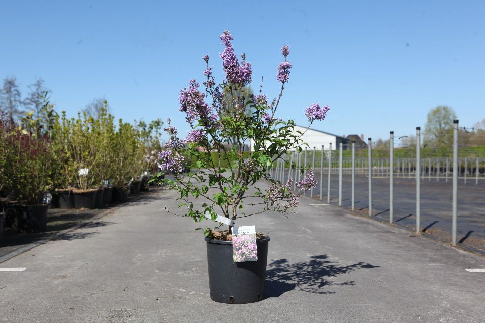 syringa