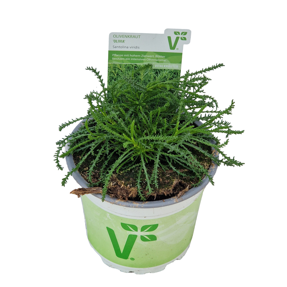 Santolina viridis olivia