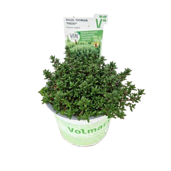 Thymus vulgaris fredo