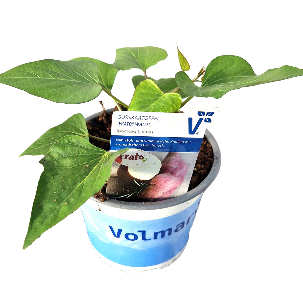 Ipomoea batatas erato white