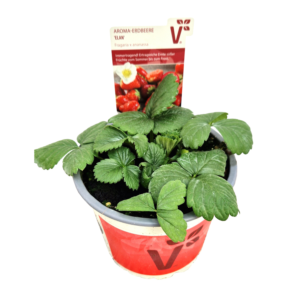 Fragaria ananassa elan f1