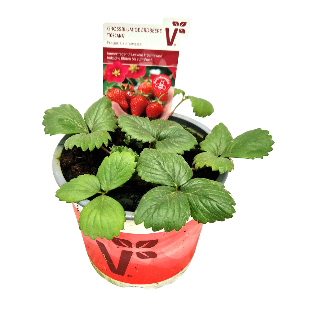 Fragaria ananassa toscana f1
