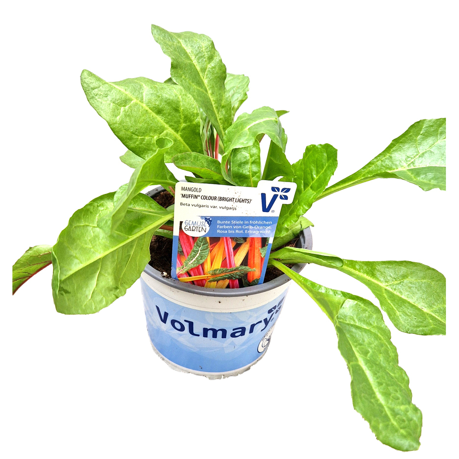 Beta vulgaris muffin colour