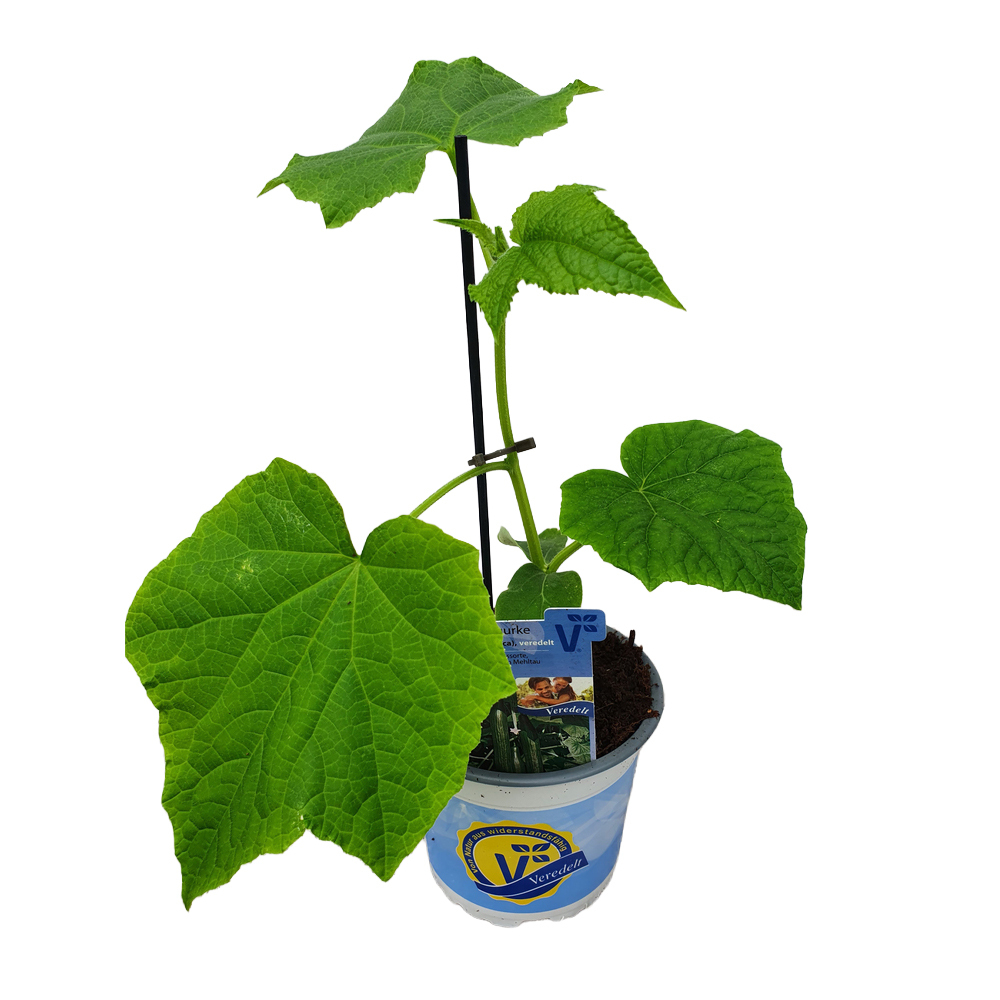 Cucumis sativus cyrano