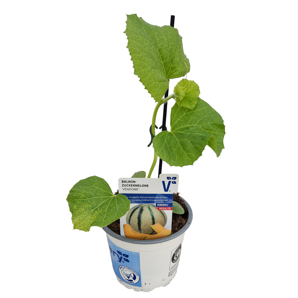 Cucumis melo vendome