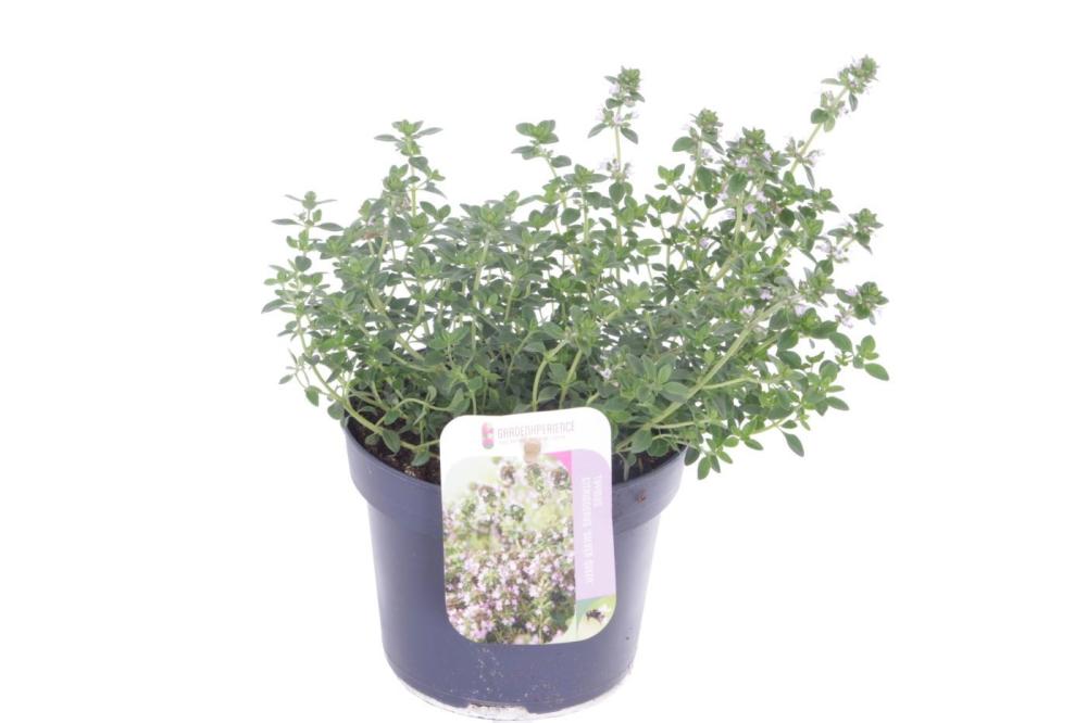 Thymus