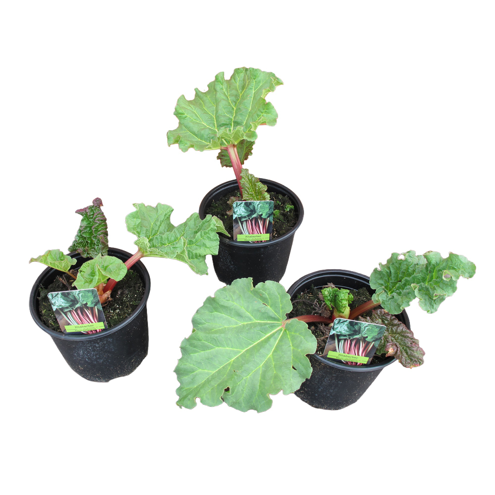 Rheum rhabarbarum