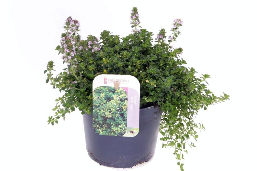 thymus