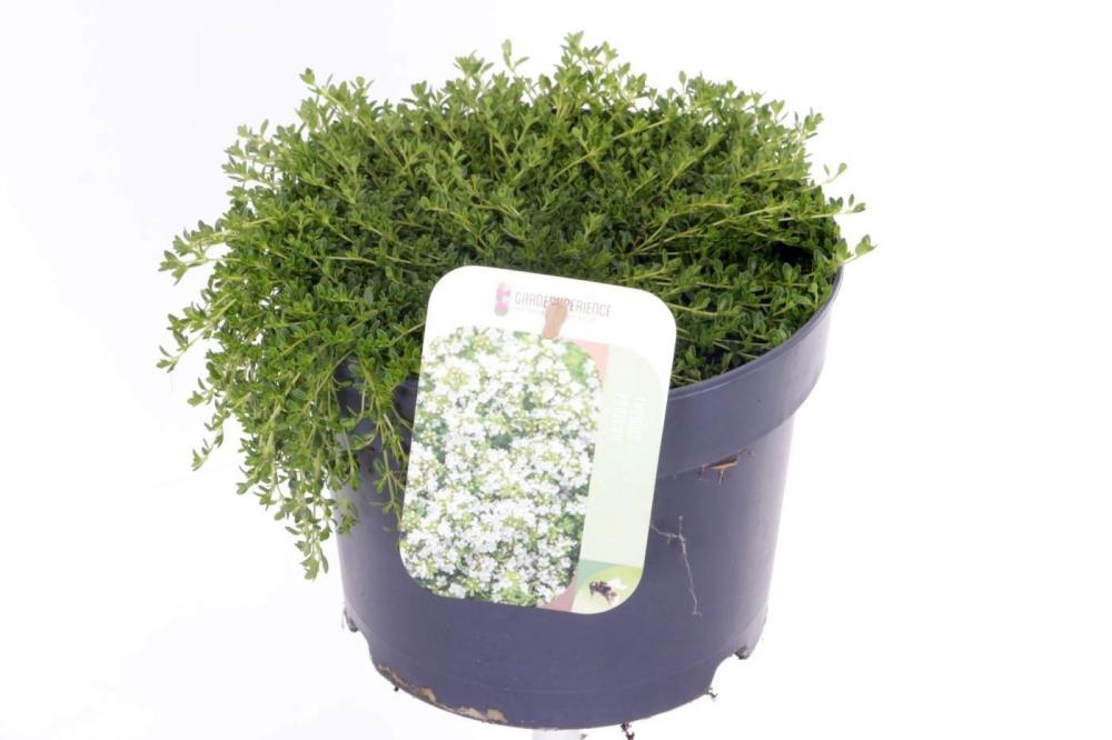 thymus