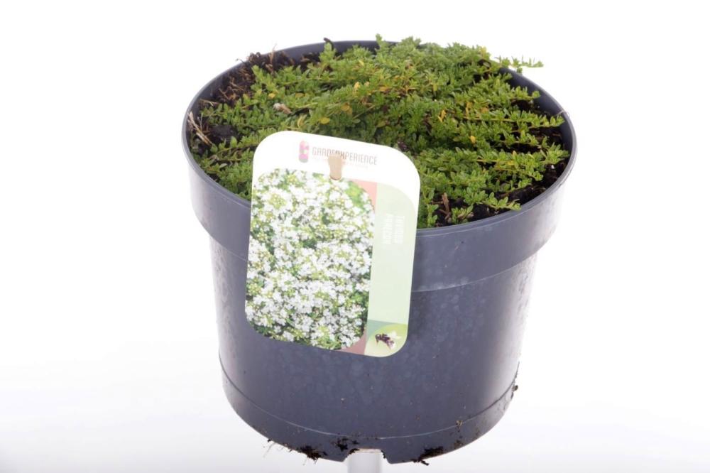 thymus