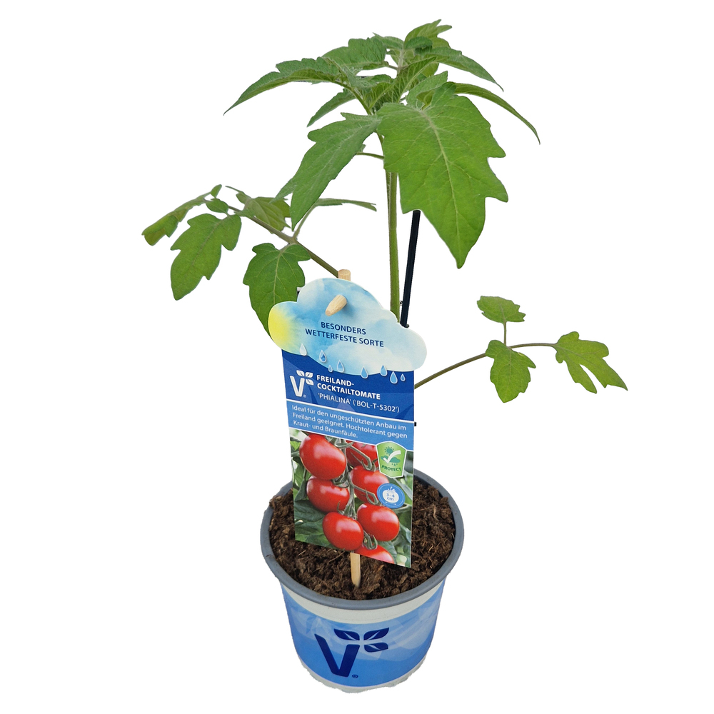 Solanum lycopersicum phialina