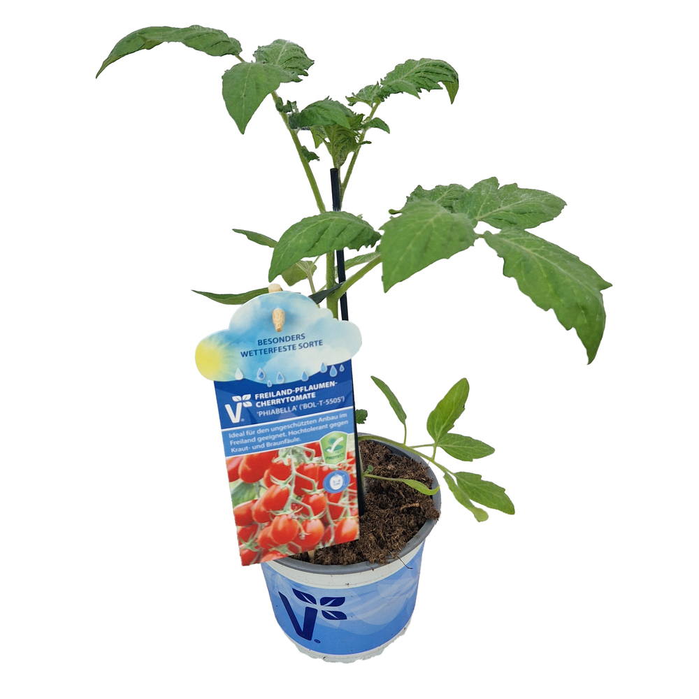 Solanum lycopersicum phiabella
